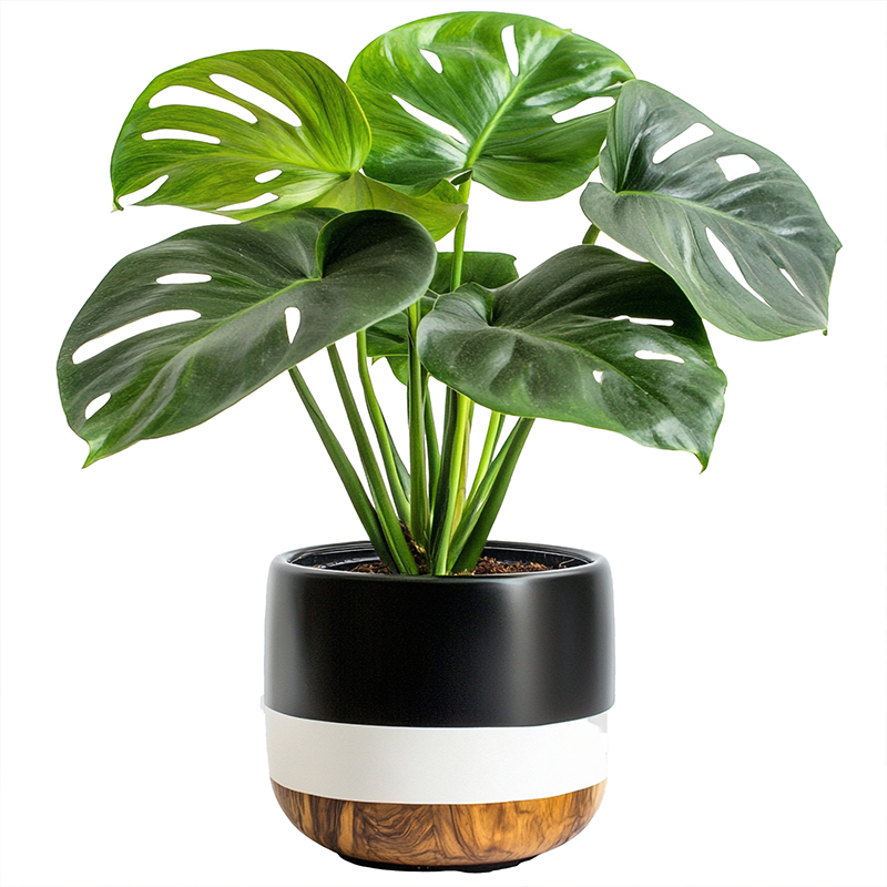 monstera-adansonii-baby-plant-easyculti.jpg