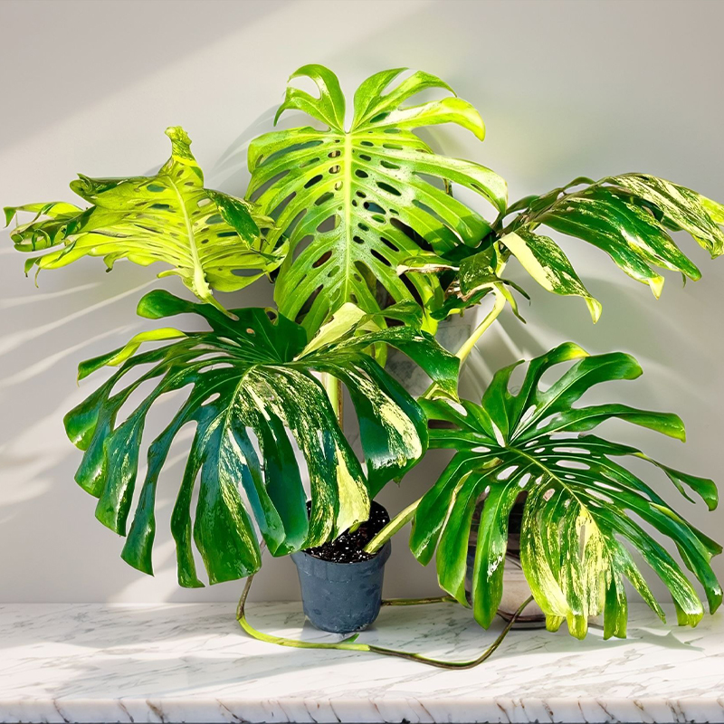 monstera-deliciosa-aurea-varaiegata-plant-easyculti.jpg