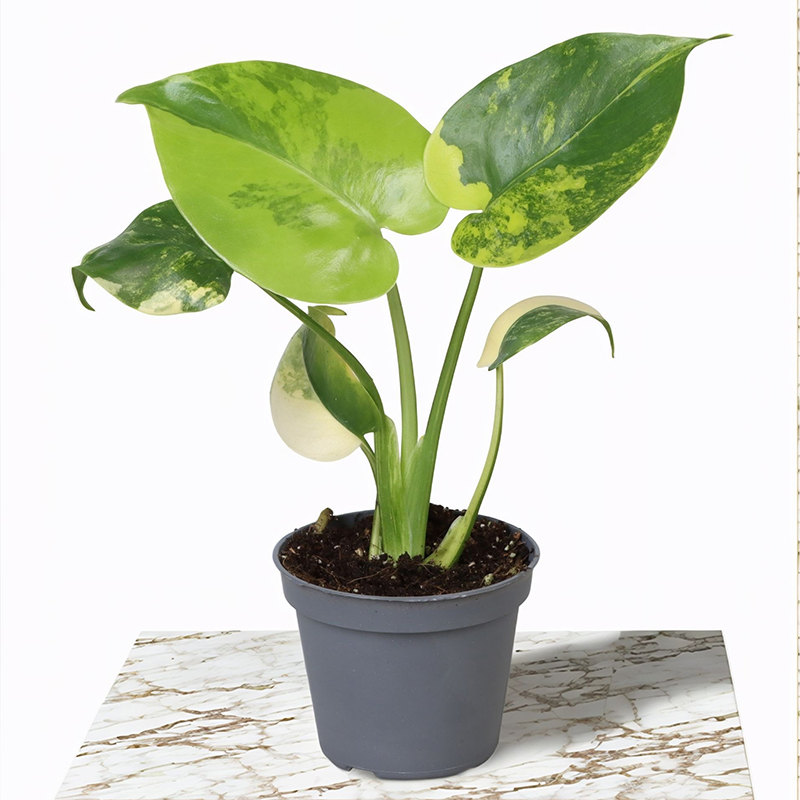 monstera-deliciosa-aurea-variegata-baby-plant-easyculti.jpg