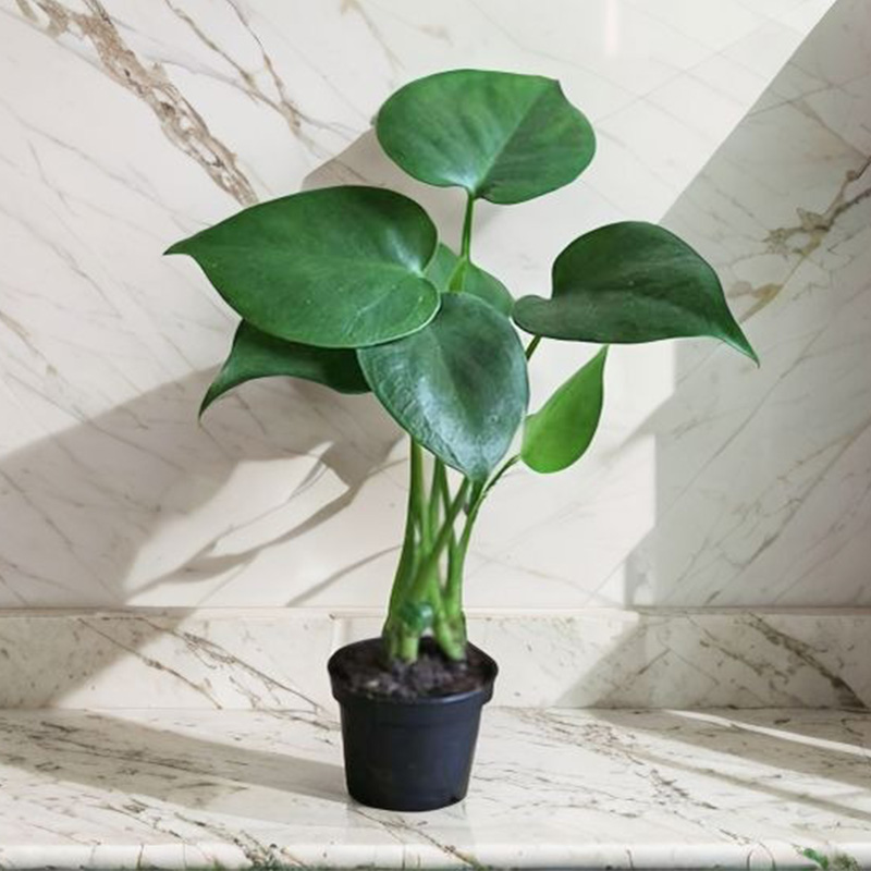 monstera-deliciosa-baby-plant-easyculti.jpg