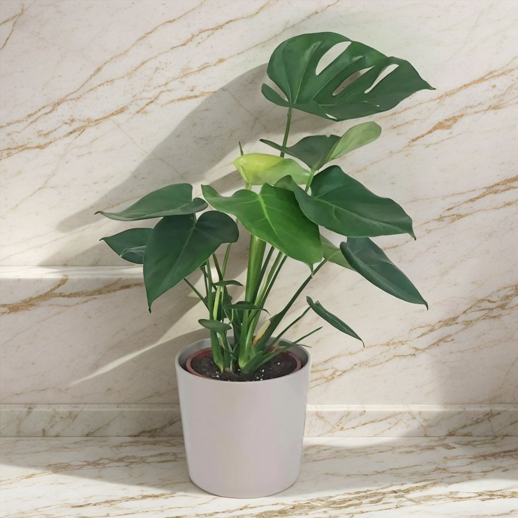 monstera-deliciosa-plant-easyculti.jpg