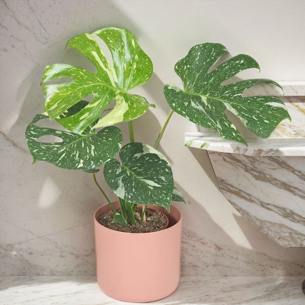 monstera-deliciosa-thai-constellation-plant-easyculti.jpg