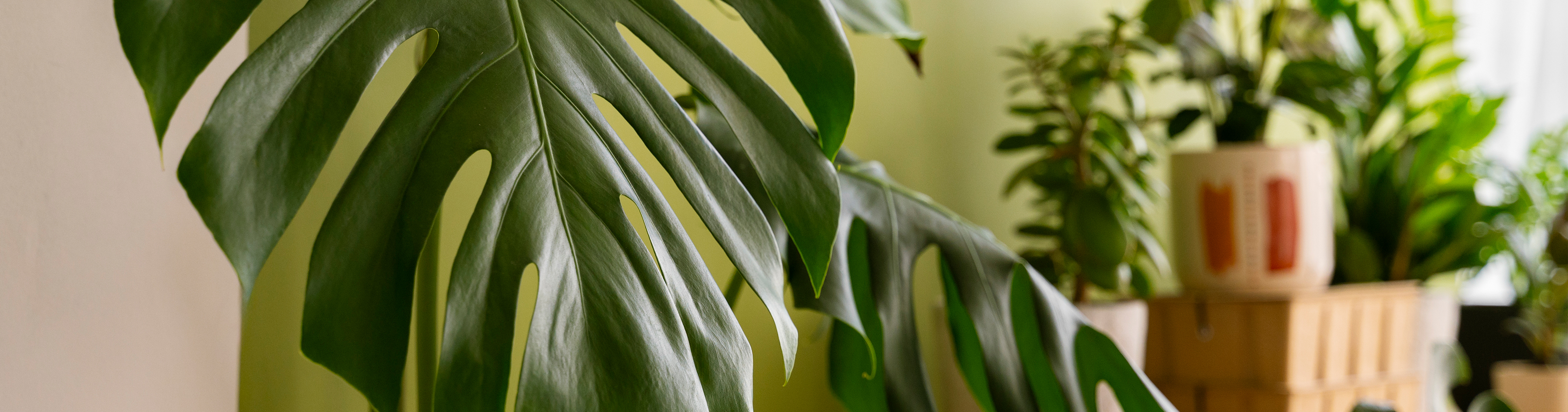 Stekkenshop banner